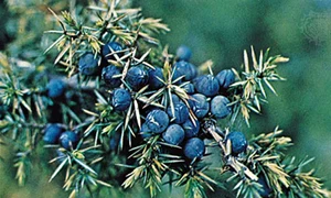 CLIIMA20140204 0170 1 jpeg