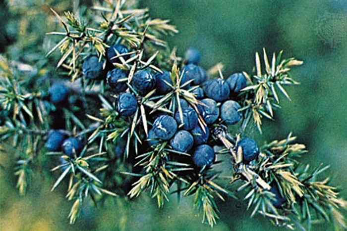 Ce efecte terapeutice are ienupărul?