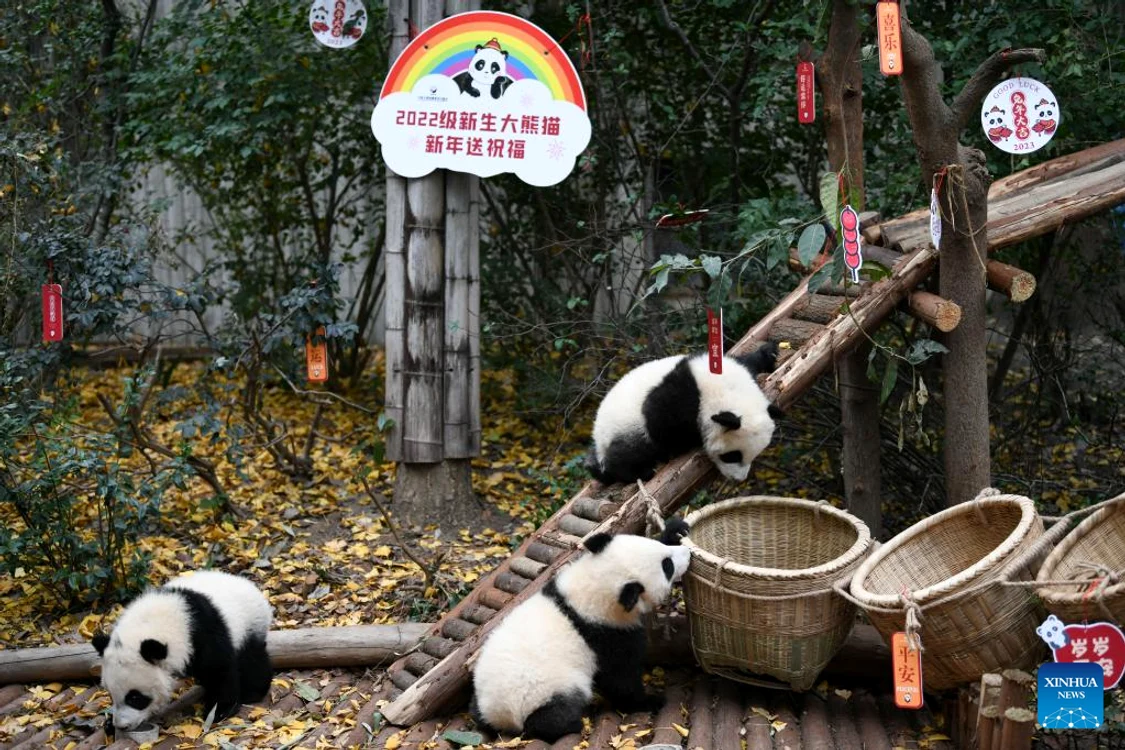 Pui panda la Chengdu, China / Foto: Xinhua