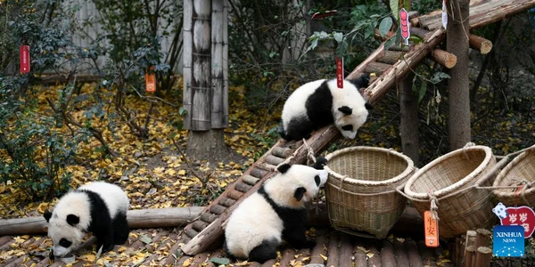 Pui panda la Chengdu, China / Foto: Xinhua