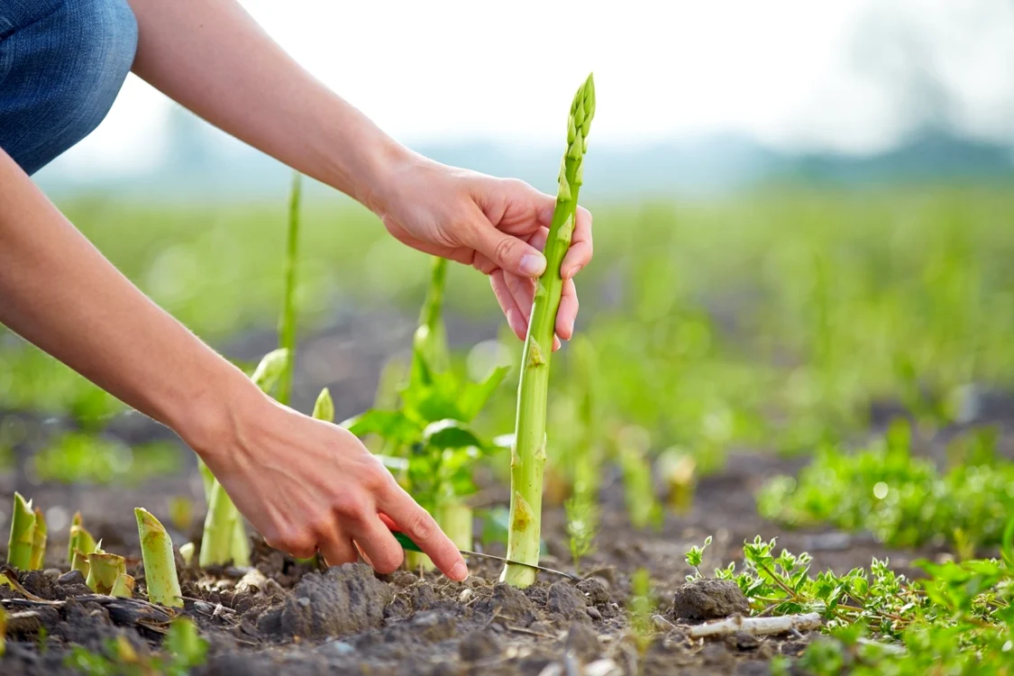 Recoltare sparanghel FOTO Shutterstock