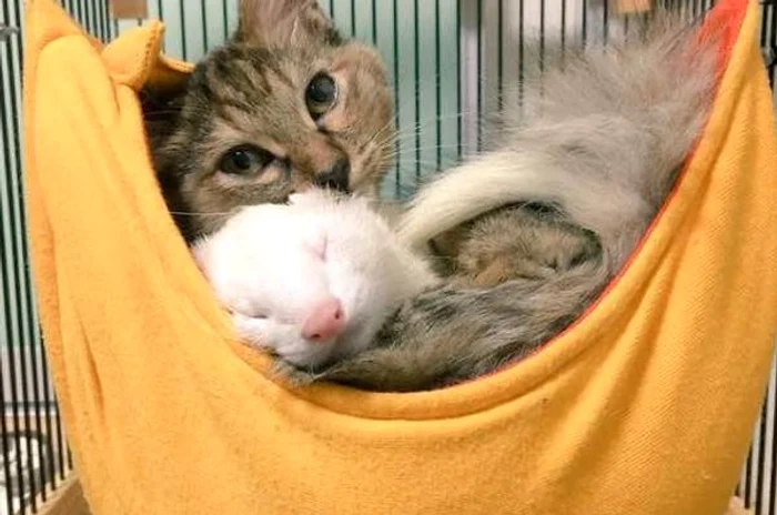 Chiar și când stă în hamac, Komari nu stă niciodată singurăfoto @garo004giru