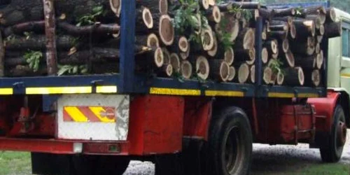 Şoferul nu avea aviz pentru lemnele pe care le transporta foto arhivă