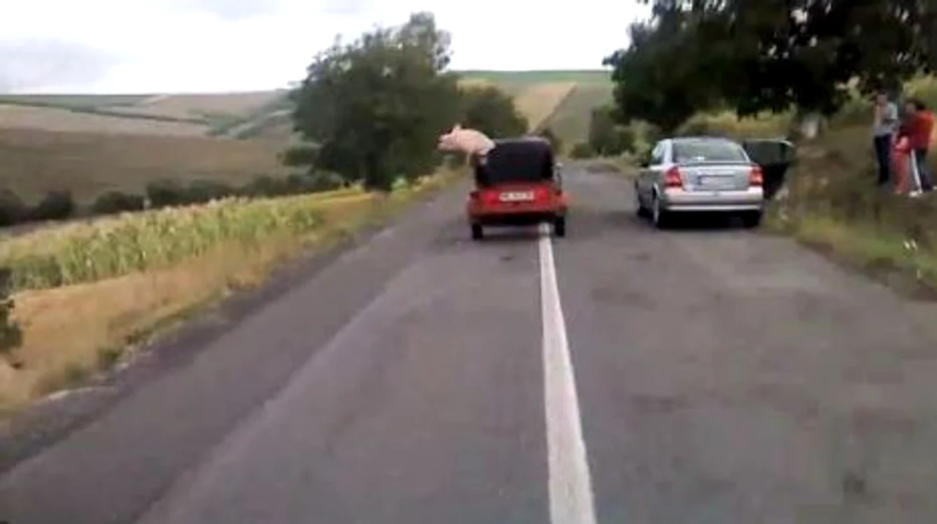 Porcul curajos care a sărit din remorca