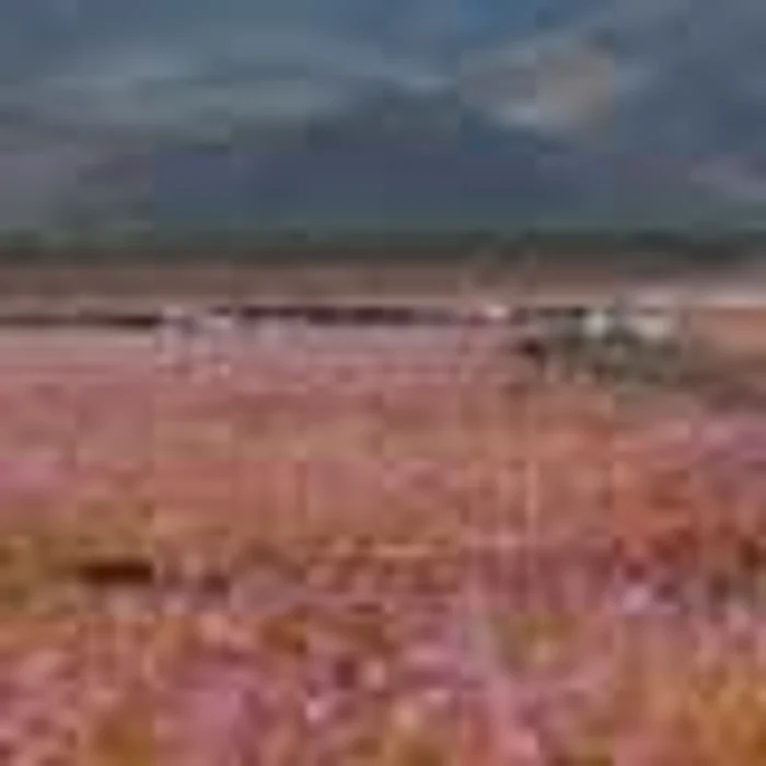 covor de flori in desertul atacama