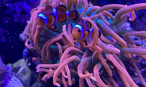 1 fish 5992845 1280 jpg jpeg