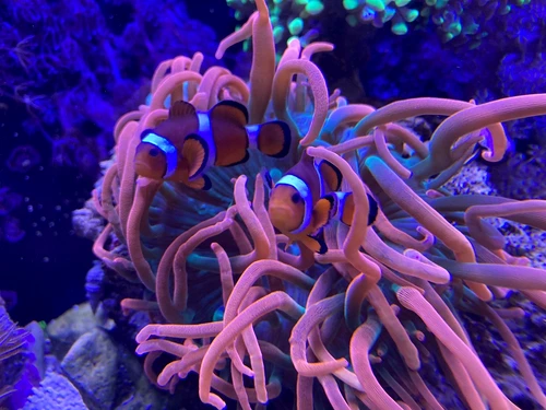 1 fish 5992845 1280 jpg jpeg