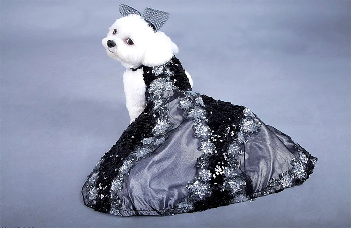 
    Americanii îşi îmbracă prietenii necuvântători în haine de firmăFotografii: photoland / caters  