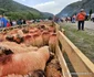 Turcana Regina muntilor sarbatoarea oierilor din Muntii Orastiei Foto Daniel Guță ADEVĂRUL (111) jpg