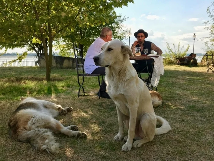 6 crbl mircea dinescu politica si delicateturi 2 jpg jpeg