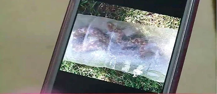 Înainte să fie preluat de SMURD, bărbatul a prins şarpele şi l-a băgat într-o sticlă de plastic