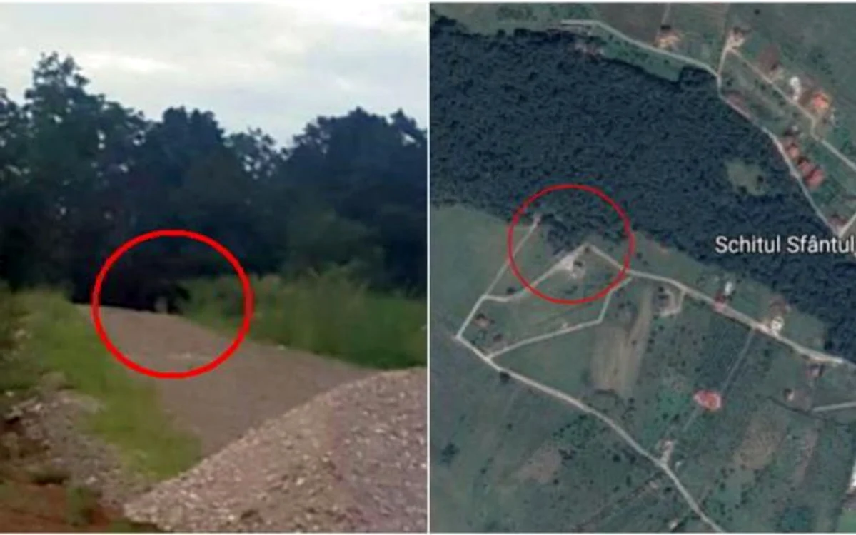 Ursul a fost fotografiat la marginea pădurii de pe dealul Mamut