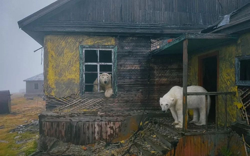 O staţie de cercetare abandonată din Arctica, ocupată de urșii polari. Și-au scos capetele din clădiri în timp ce erau filmaţi