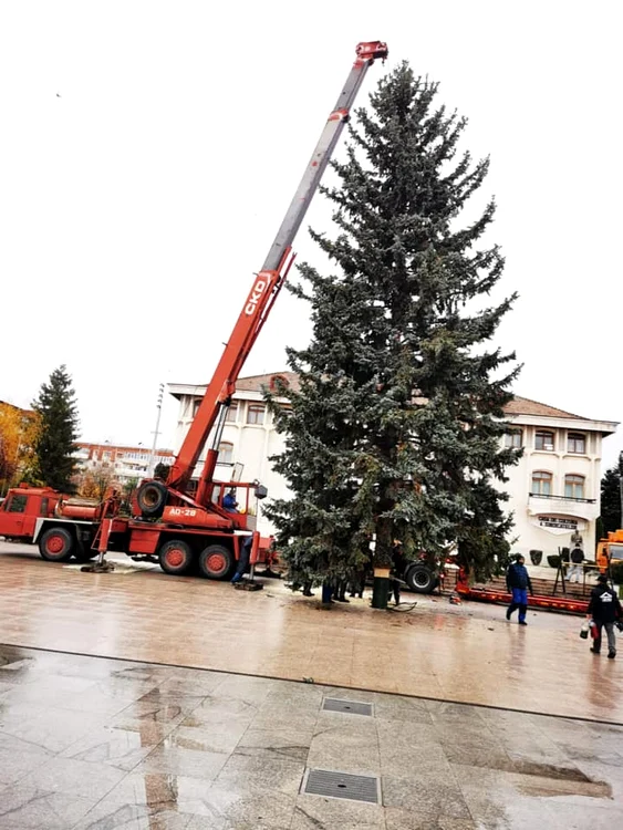 
    Bradul montat în centrul orașului Mioveni are 30 de metriFoto: gazetademioveni.ro  