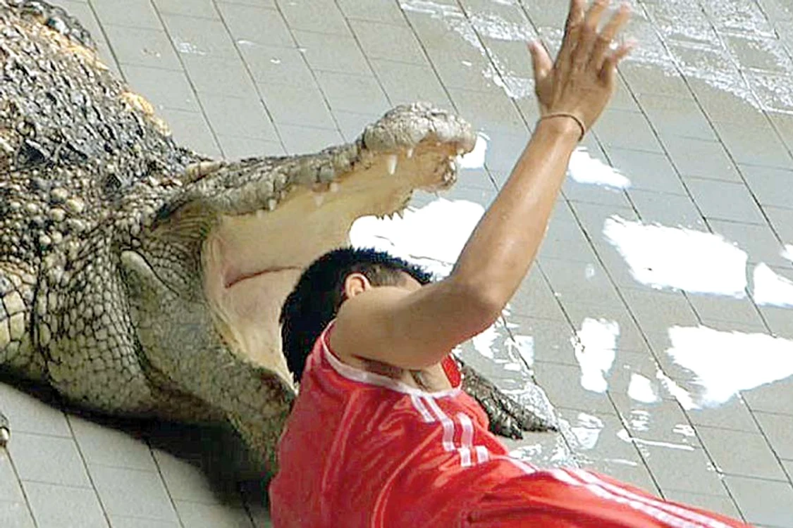 Îşi riscă viaţa, băgându-şi capul  în gura crocodililor, în spectacole (Fotografii: Photoland/Caters)