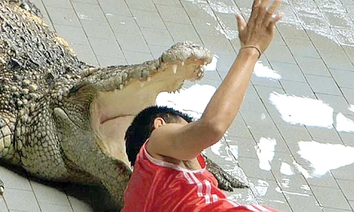 Îşi riscă viaţa, băgându şi capul  în gura crocodililor, în spectacole (Fotografii: Photoland/Caters) jpeg