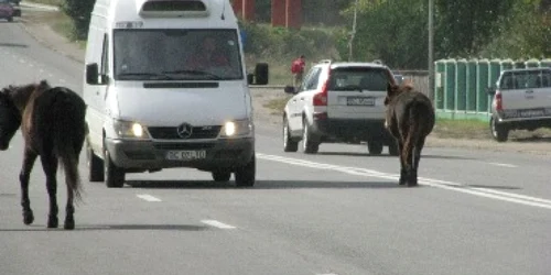 Bacău: Doi cai s-au plimbat printre maşini pe un drum naţional (GALERIE FOTO SI VIDEO)