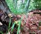 Pădurea de castani, Ghelari Foto Daniel Guță (30) jpg