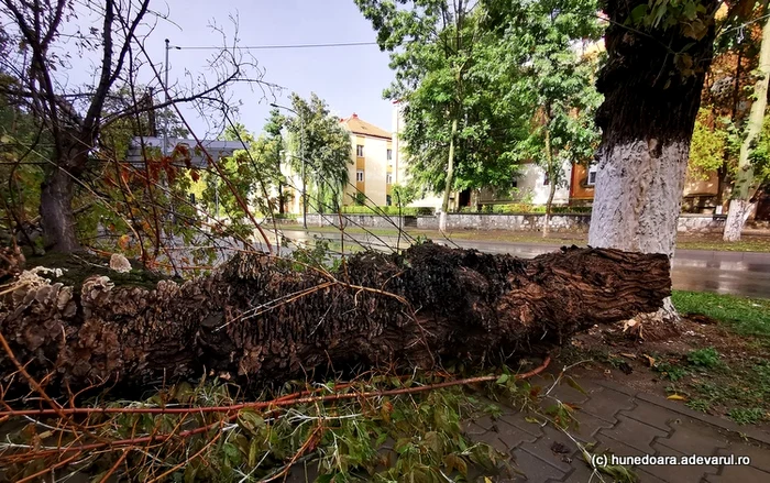 Arțar rupt în timpul furtunii. Ulterior a fost tăiat. Foto: Daniel Guță