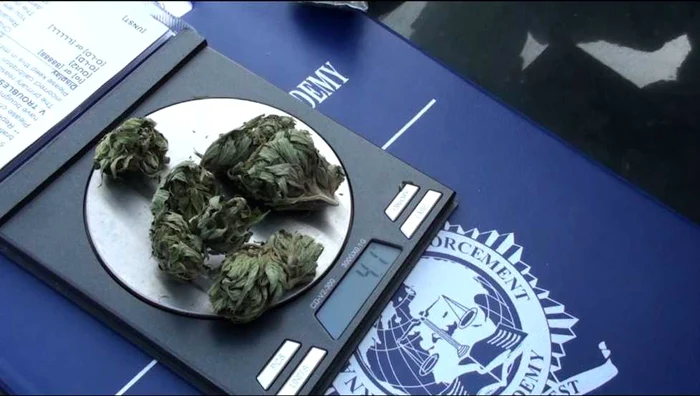 Un adolescent din Ştei cultiva cannabis în grădina blocului 