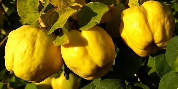 GUTUI Agrointeligenţa
