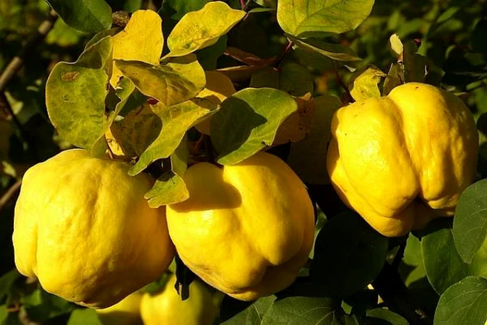 Sursă foto: Agrointeligenţa