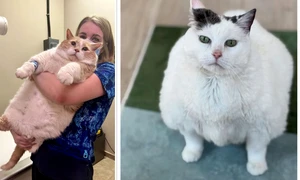 colaj pisici obeze jpg