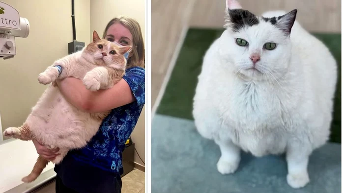 Kristine Seguin ajută pisicile obeze să slăbească (Foto: Capturi video/Instagram)