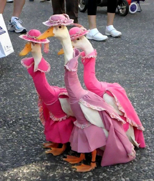 Aceste gâște elegante au ieșit la colindat