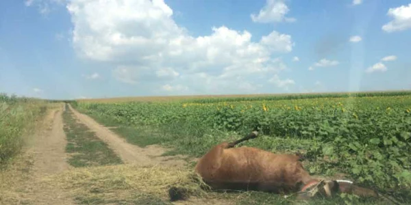 albine costesti iasi foto iulia ciuhu