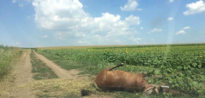 Un cal înţepat de albine a murit şi a fost abandonat în câmp FOTO Iulia Ciuhu