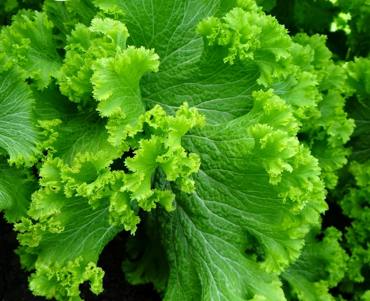 Salata picantă poate cântări un kilogram. SURSA BRGV Buzău