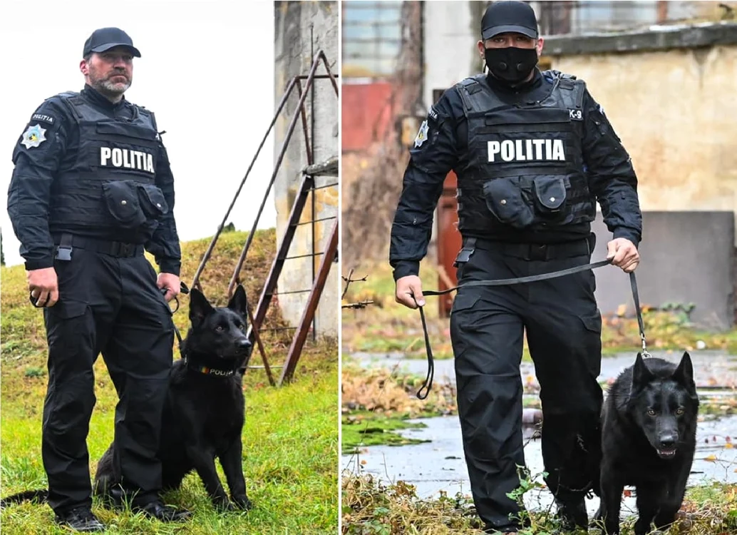 Bond - câinele de urmă al Poliţiei Judeţene Sibiu şi partenerul său uman au mai ajutat la prinderea unui suspect Foto Poliţia Sibiu