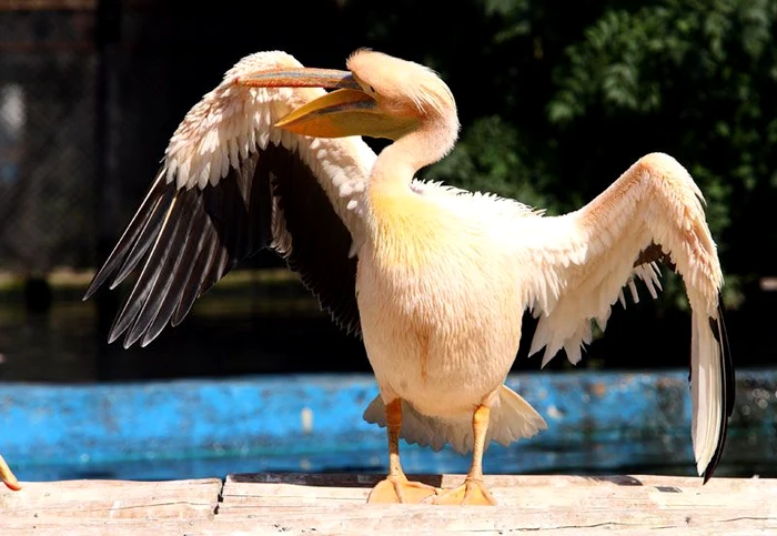 Pelicanul Gogu