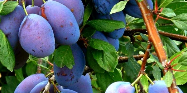 calarasi prune