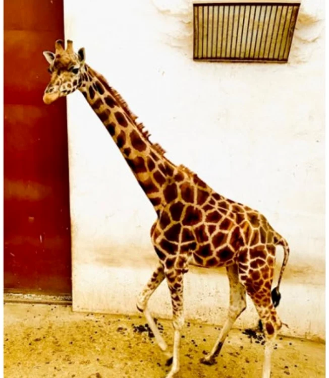 Girafa Gina a murit în februarie 2021 Foto: Facebook Zoo Târgu Mureș