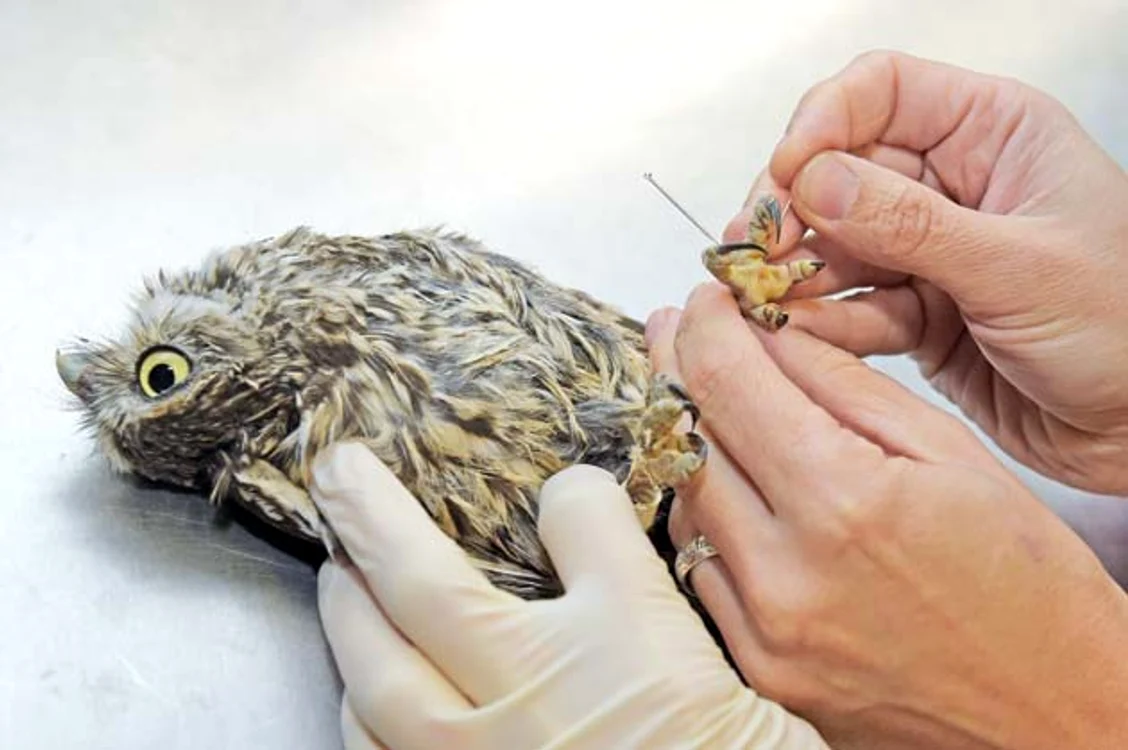 Cucuveaua Ollie a fost foarte  cuminte pe durata întregului  tratament de acupunctură