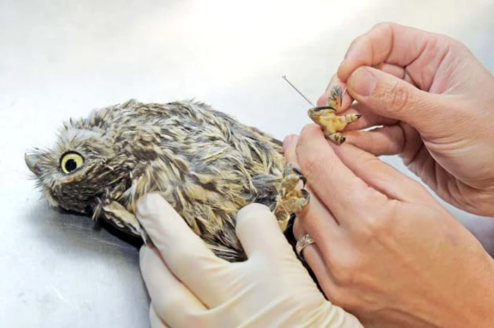 Cucuveaua Ollie a fost foarte  cuminte pe durata întregului  tratament de acupunctură