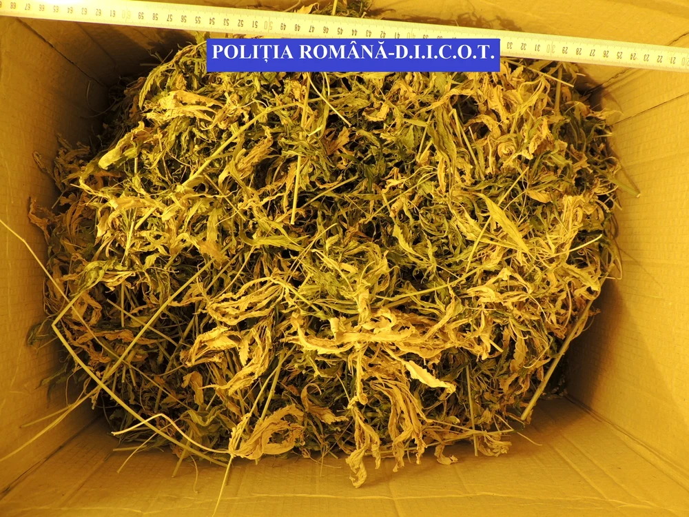 Cutii pline cu cannabis