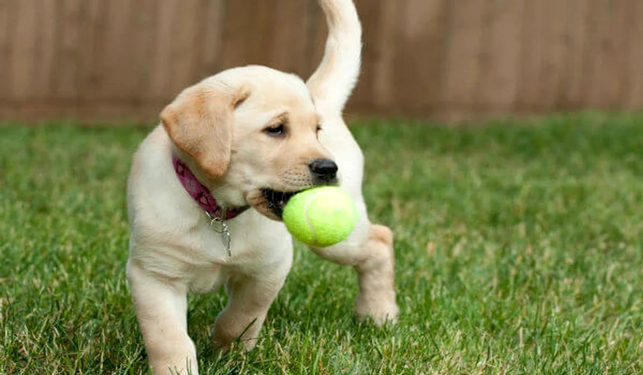 Câine Labrador SURSĂ Arhiva Adevărul