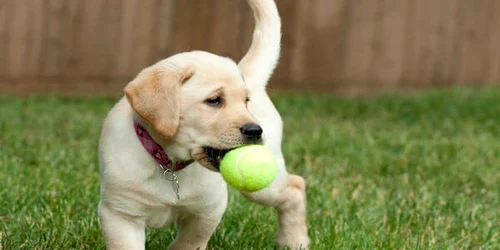 Joaca este activitatea preferată a oricărui labrador jpeg