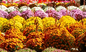 crizanteme, foto shutterstock jpg