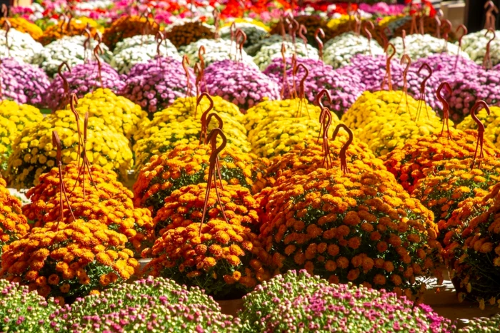 Crizanteme / Foto: Shutterstock