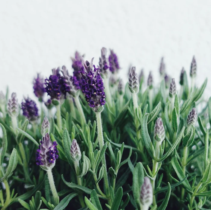 Lavanda este o floare perfectă pentru curte / foto: Getty Images