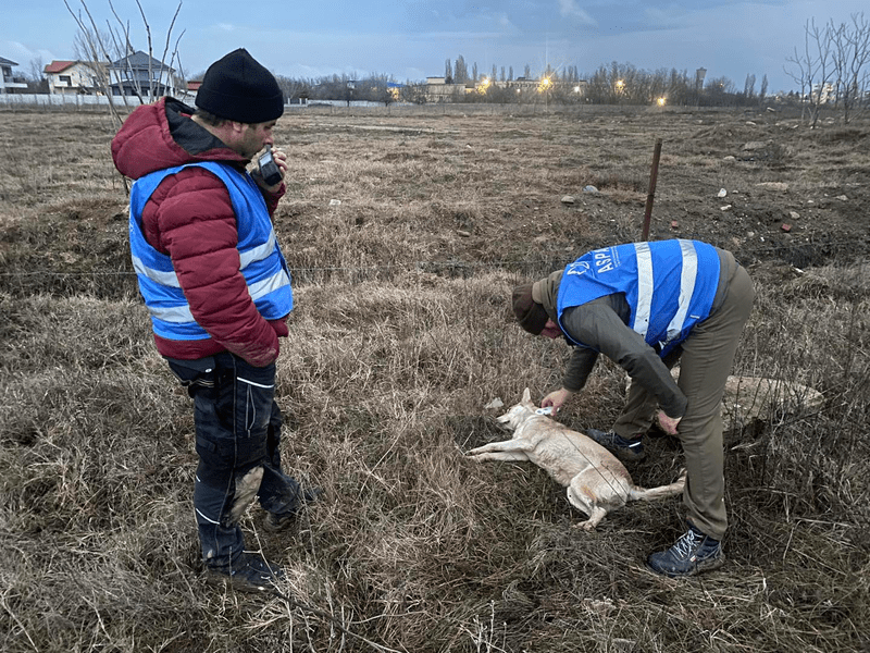 Poliția Locală din Sectorul 6 spune că a chemat de 85 de ori hingherii, dar au venit doar de 7 ori