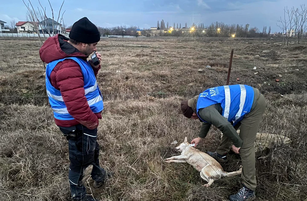 ASPA a capturat 14 câini duminică din zona Lacului Morii FOTO Facebook ASPA
