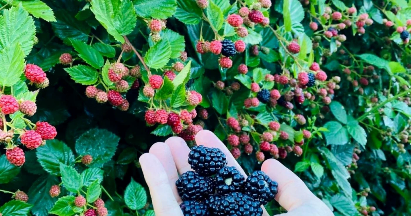Producţia de mure va ajunge în acest an la un nivel record