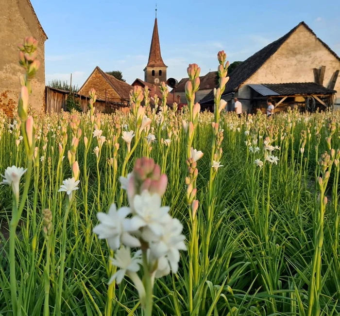 De creșterea tuberozei de Hoghilag se ocupă doar 40 de familiiFoto: turnulsfatului.ro