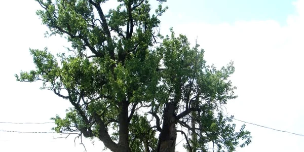 Parul lui Sticea Ciohorani jpg