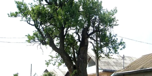 Parul lui Sticea Ciohorani jpg